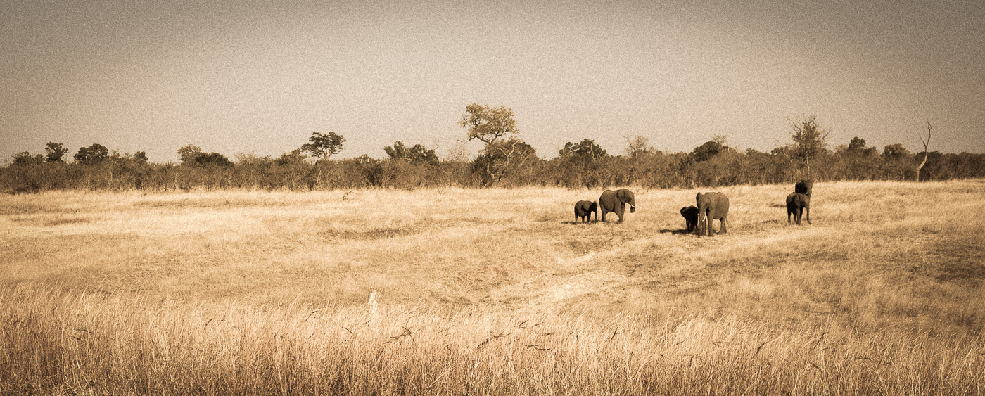 Elephants